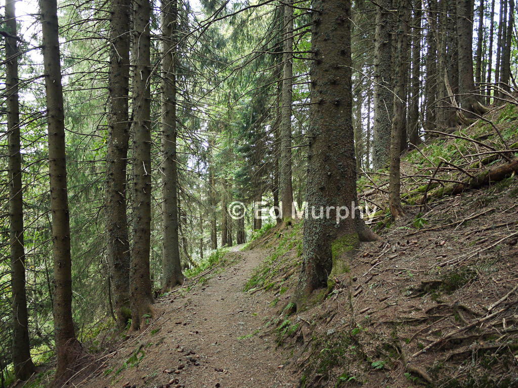 The path to the Trogenhorn above Innereriz