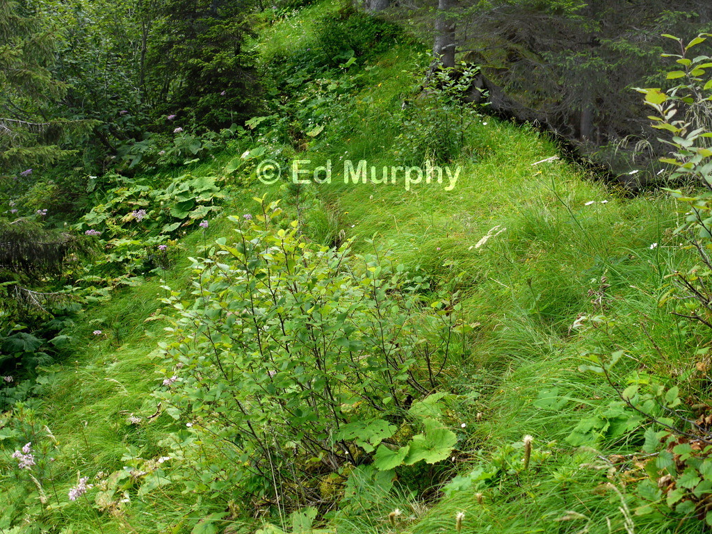 The exiguous path up the Niesen's NW ridge