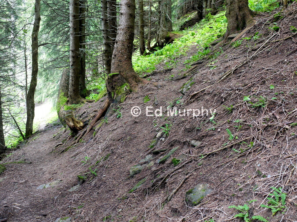 The faint start of the track up the Niesen's NW ridge