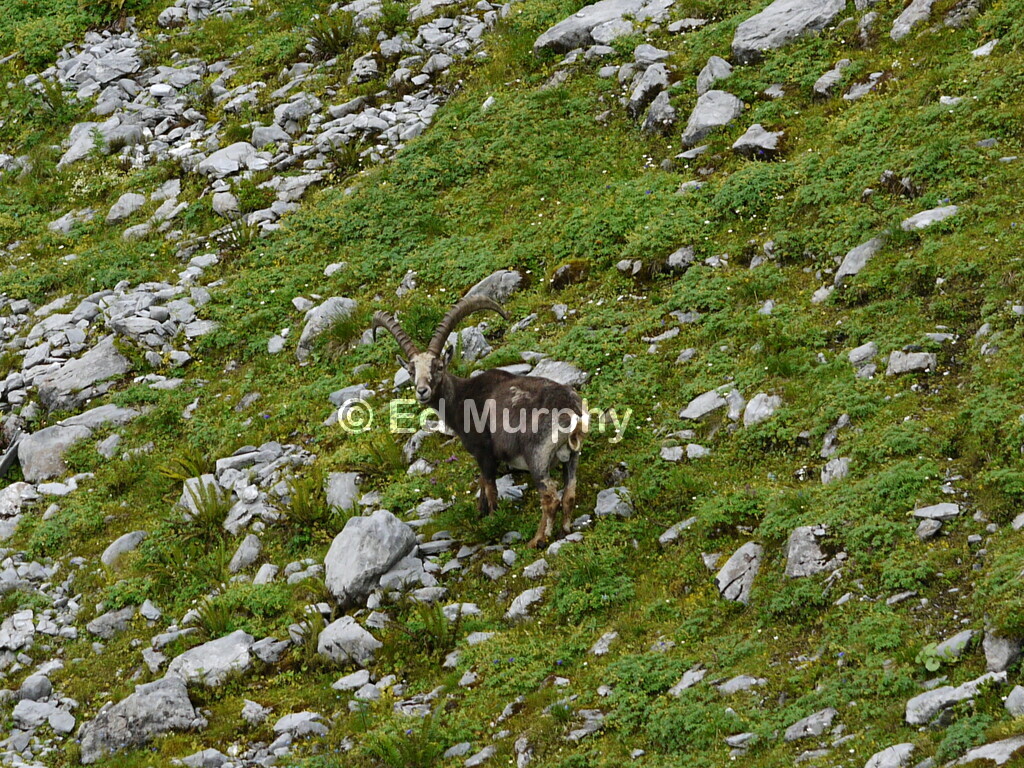 A solitary ibex on the path to the Fr&uuml;nden Hut