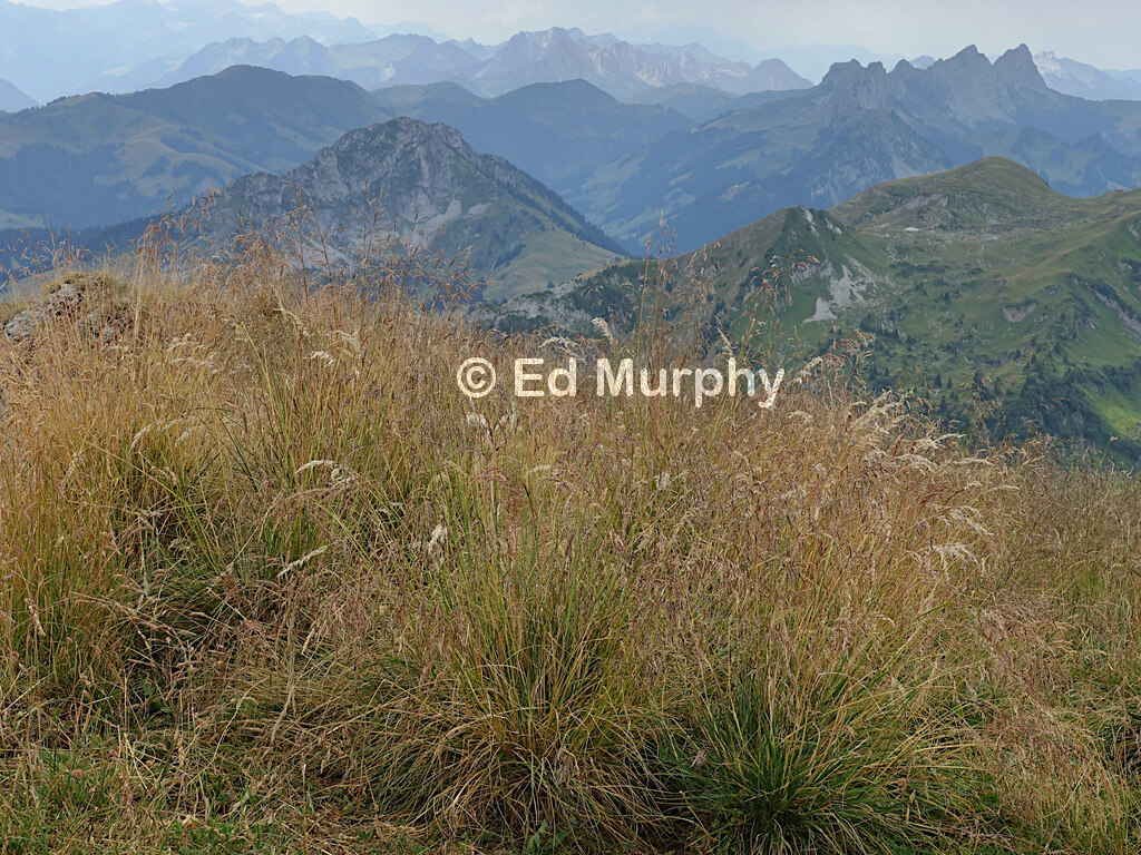 Lush grass, for once unfouled, at the summit of the Widdergalm